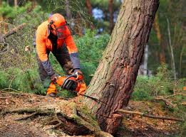 Why Choose Our Tree Removal Services in Shelton, WA?