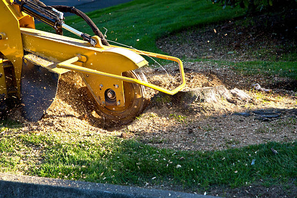 Lawn Maintenance Plans in Shelton, WA